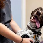 Kings Highway Animal Clinic