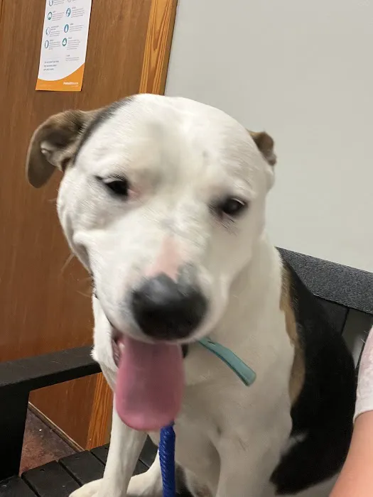 Kings Highway Animal Clinic Picture 6
