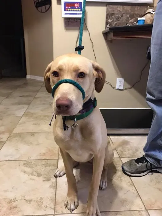 Lakeside Paws Veterinary Clinic Picture 10