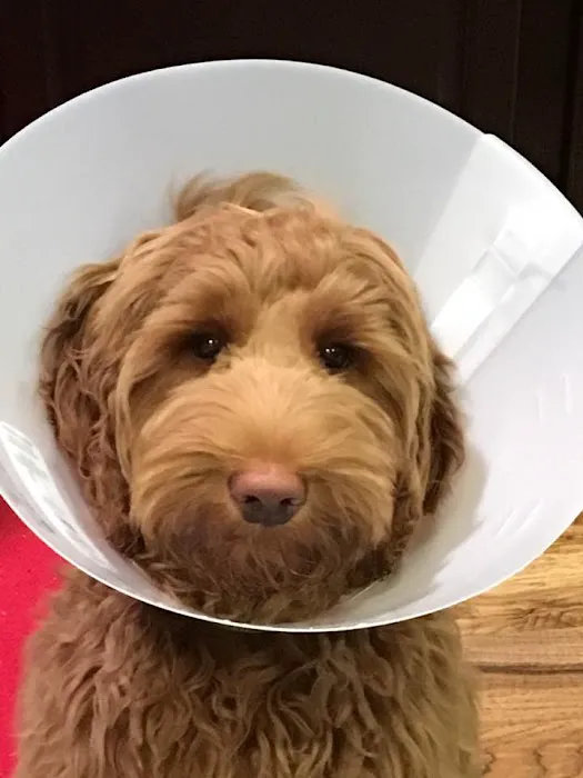 Lakeside Paws Veterinary Clinic Picture 3