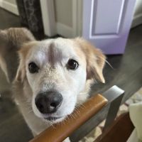Lakeside Paws Veterinary Clinic ico