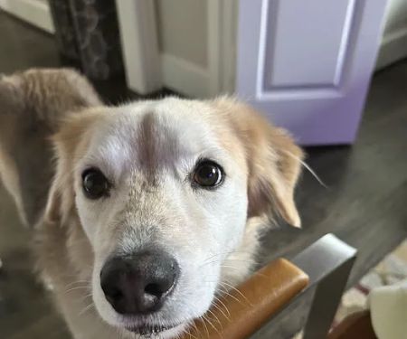 Lakeside Paws Veterinary Clinic