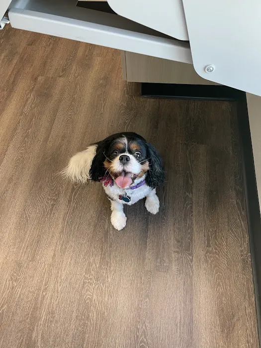 CityVet | Phillips Creek Picture 10