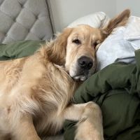 CityVet | Phillips Creek ico