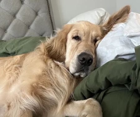 CityVet | Phillips Creek