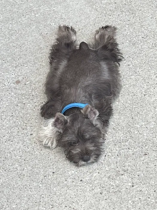 CityVet | Phillips Creek Picture 6