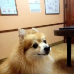 Stonebriar Veterinary Centre