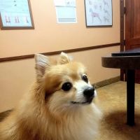 Stonebriar Veterinary Centre ico