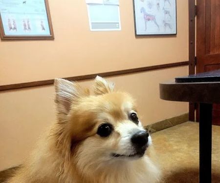 Stonebriar Veterinary Centre