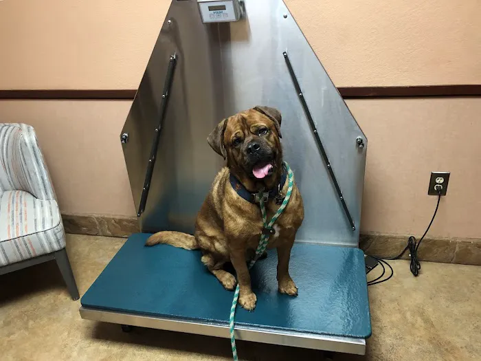 Stonebriar Veterinary Centre Picture 4