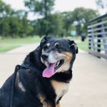 Banfield Pet Hospital