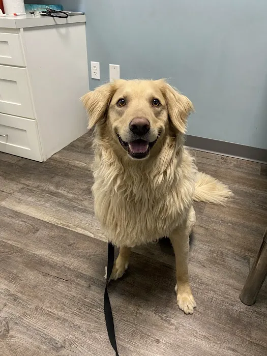 easyvet Veterinarian Frisco Picture 7