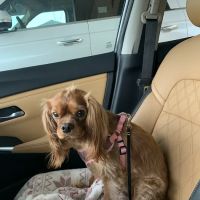 Banfield Pet Hospital ico