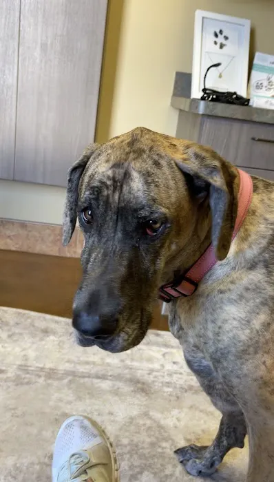 Phillips Creek Veterinary Hospital Picture 5
