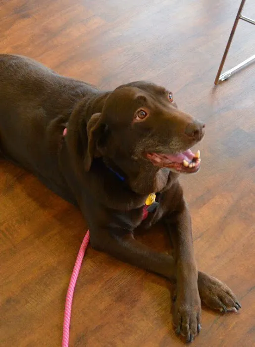 Family Friends Veterinary Hospital Picture 4