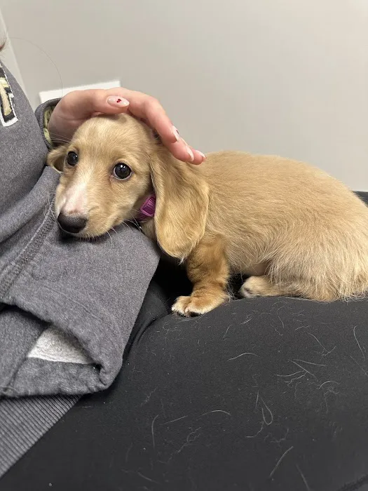 Livewell Animal Hospital of Little Elm Picture 2