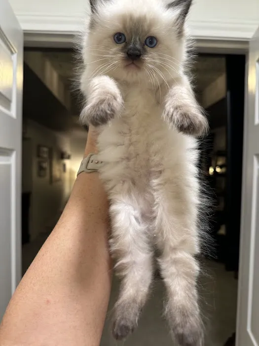 North Texas Ragdolls Picture 1