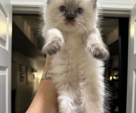 North Texas Ragdolls