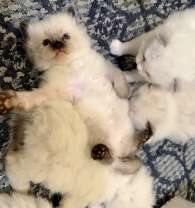 North Texas Ragdolls Picture 2