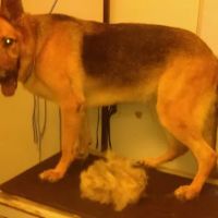 Willow Bend Vet Clinic ico