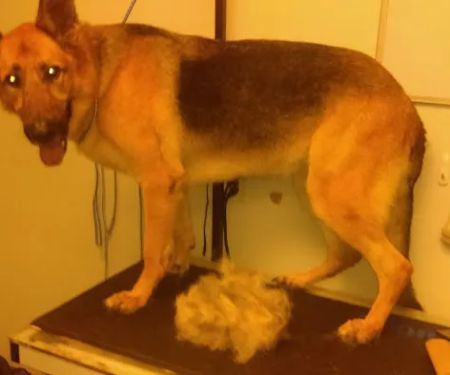 Willow Bend Vet Clinic