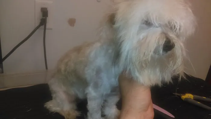 Willow Bend Vet Clinic Picture 9