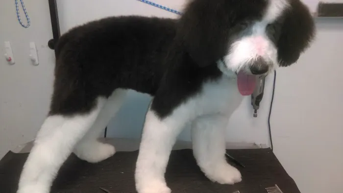 Willow Bend Vet Clinic Picture 8
