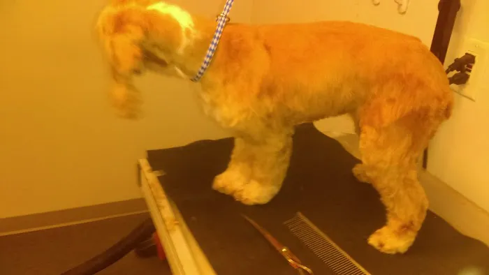 Willow Bend Vet Clinic Picture 2