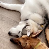 Ohio Drive Animal Hospital ico