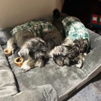 Banfield Pet Hospital ico