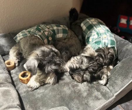 Banfield Pet Hospital