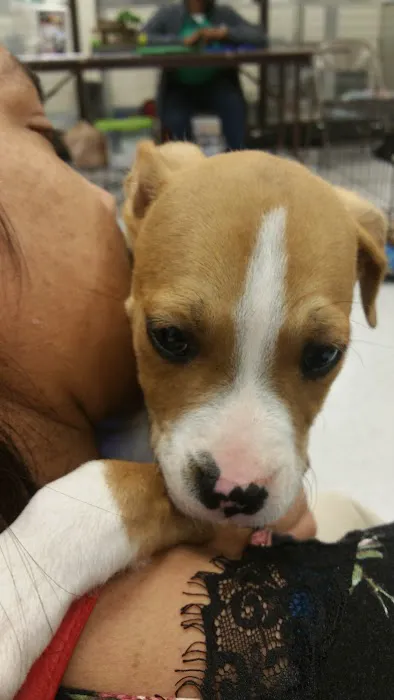 Banfield Pet Hospital Picture 3