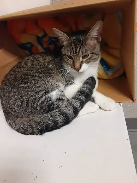 Lake Worth Animal Clinic Picture 4