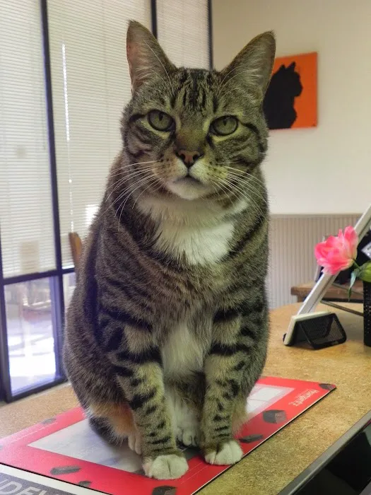 Lake Worth Animal Clinic Picture 7