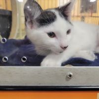 Banfield Pet Hospital ico