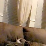 Ridglea Animal Hospital