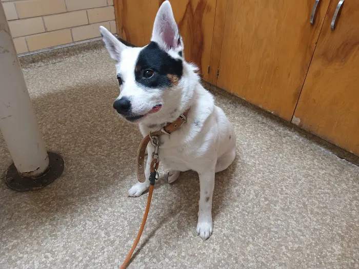 Ridglea Animal Hospital Picture 8