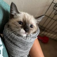 Banfield Pet Hospital ico
