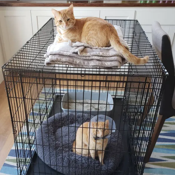 The Cat's Meow Veterinary Hospital Picture 9
