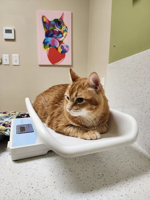 The Cat's Meow Veterinary Hospital Picture 3