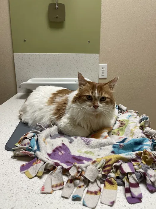 The Cat's Meow Veterinary Hospital Picture 4