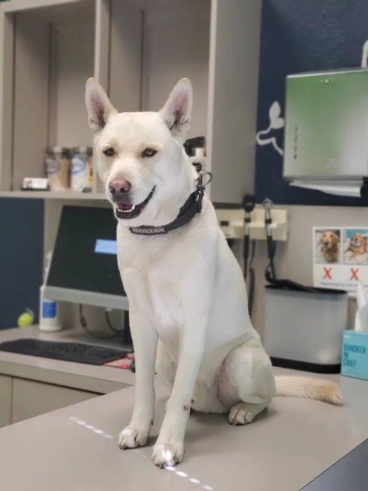 VCA Westcreek Animal Hospital Picture 8