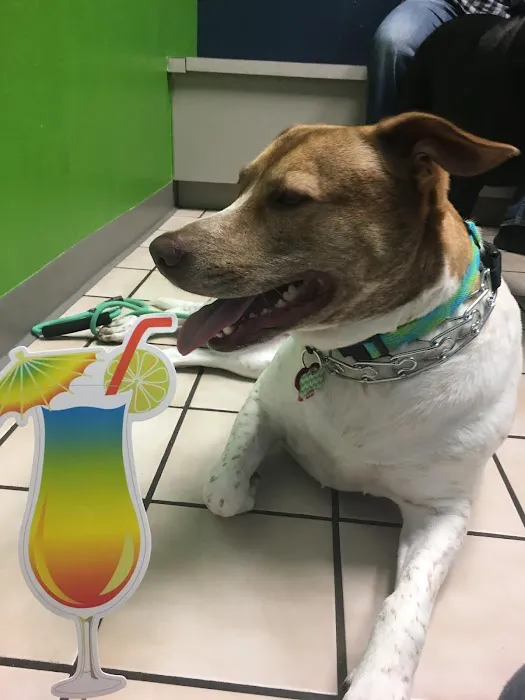VCA Westcreek Animal Hospital Picture 4