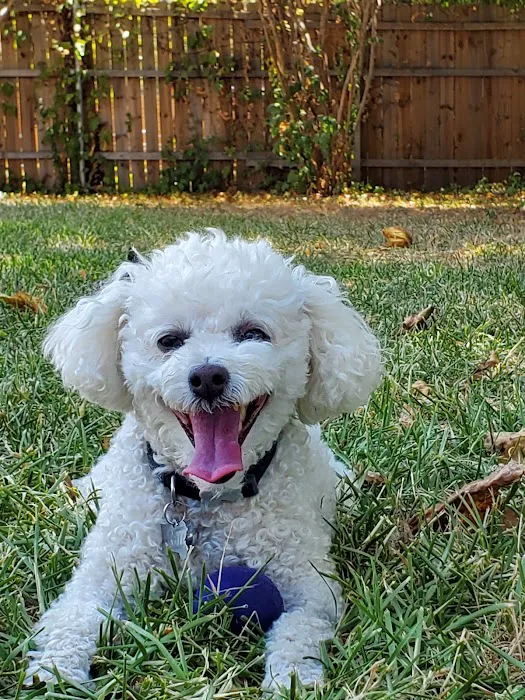 Veterinary Specialists of North Texas Picture 4