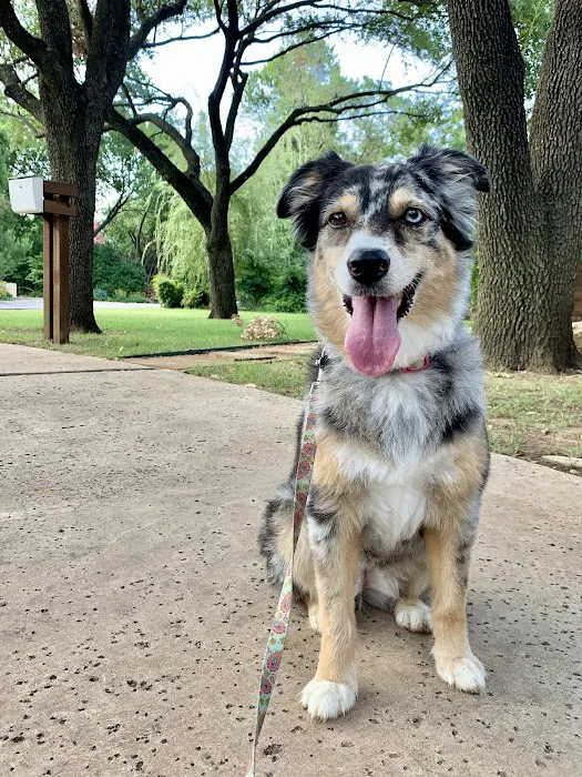 Veterinary Specialists of North Texas Picture 1