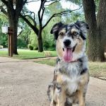 Veterinary Specialists of North Texas