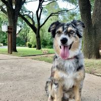 Veterinary Specialists of North Texas ico