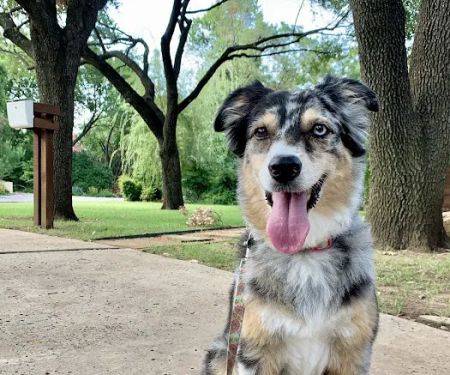 Veterinary Specialists of North Texas