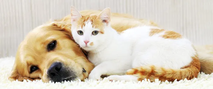 Veterinary Specialists of North Texas Picture 2