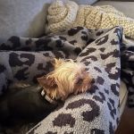 Dallas Veterinary Surgical Center (DVSC) - Fort Worth